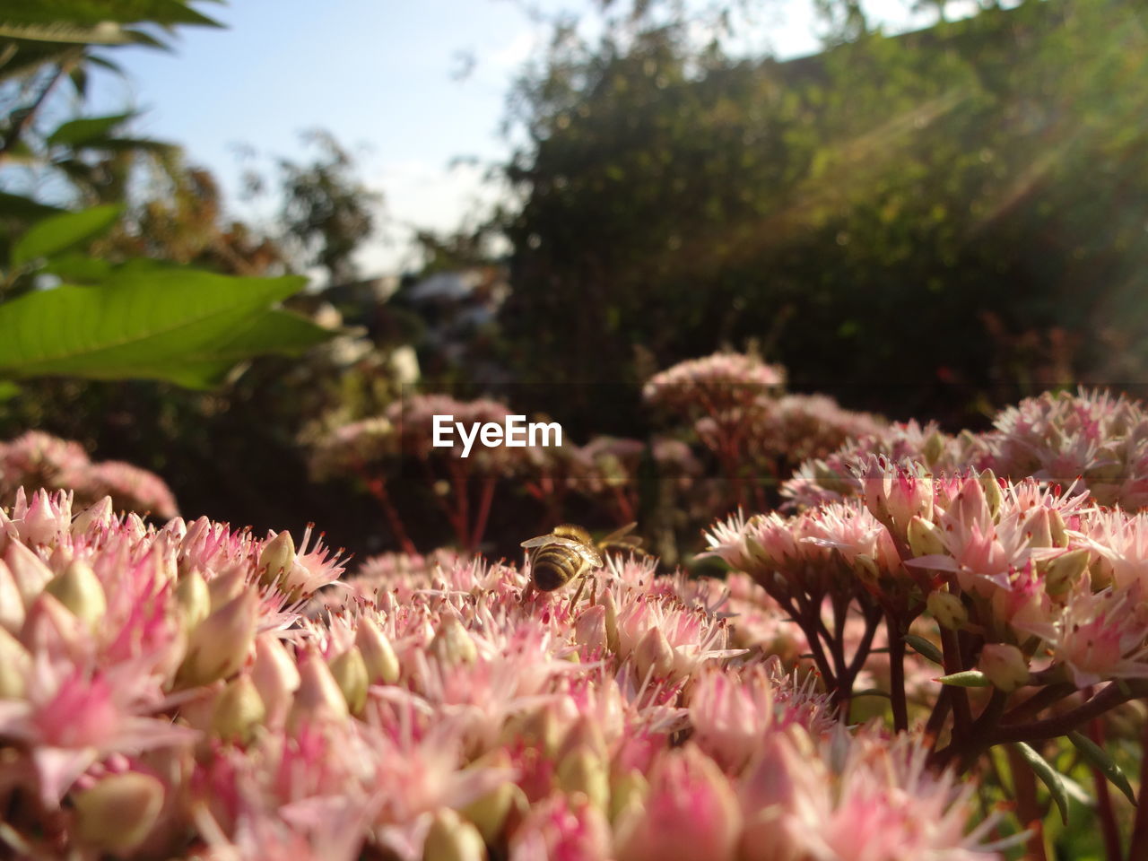 Close-up of pink flowers