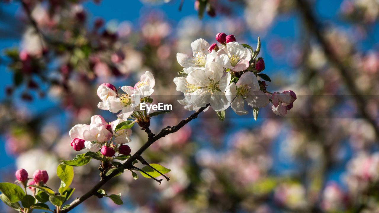 CLOSE-UP OF CHERRY BLOSSOM