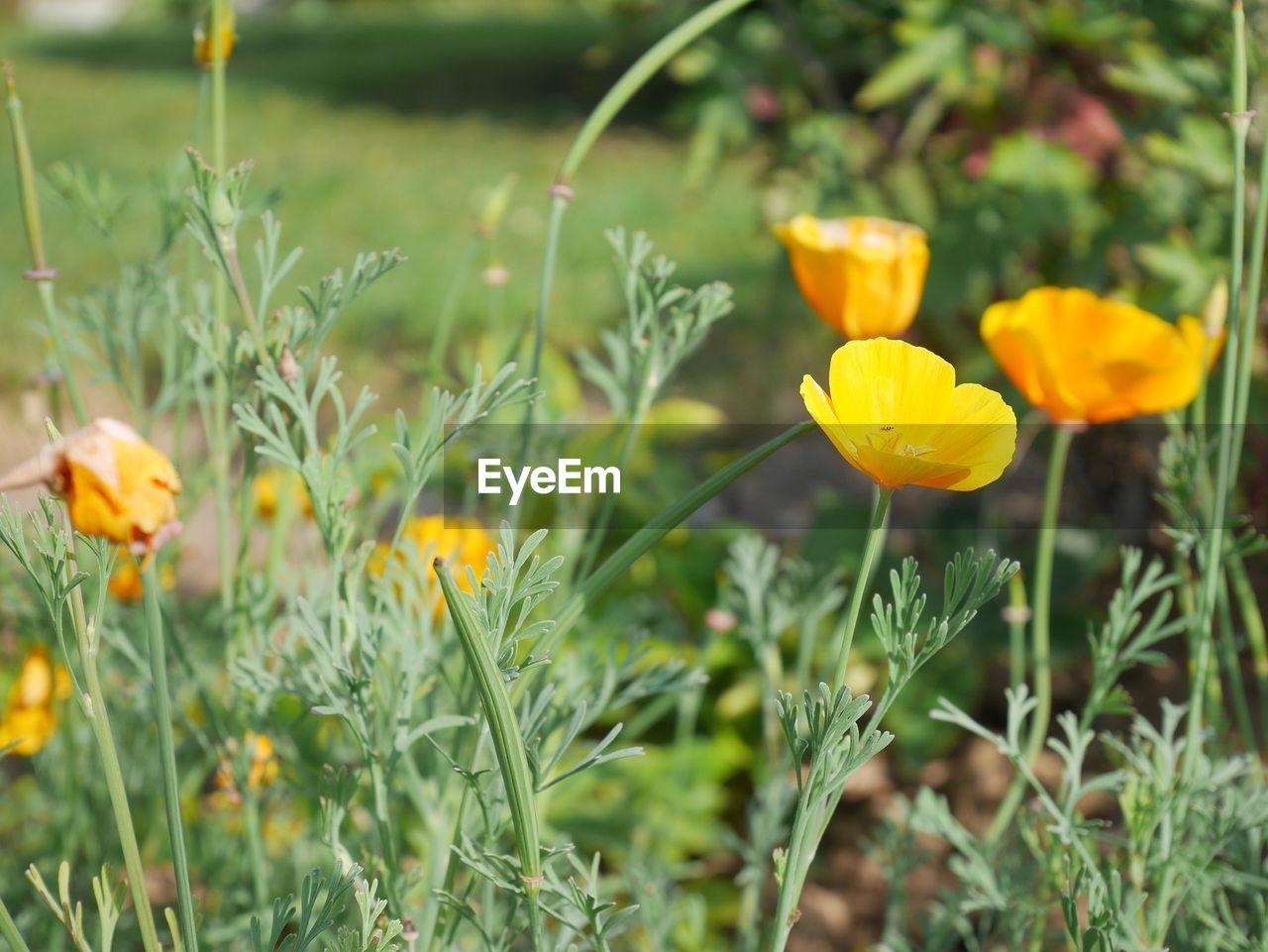 Close-up of yellow flowering plants on field