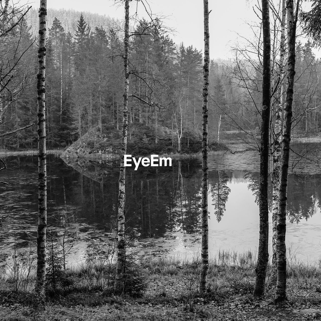 REFLECTION OF BARE TREES IN WATER