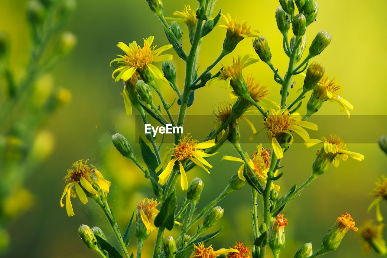 plant, yellow, flower, flowering plant, beauty in nature, nature, freshness, rapeseed, growth, meadow, green, prairie, close-up, wildflower, no people, focus on foreground, outdoors, produce, macro photography, food and drink, plant part, environment, summer, food, leaf, day, land, springtime, fragility, mustard, sunlight, field, tree, vibrant color, flower head, blossom, botany, animal wildlife