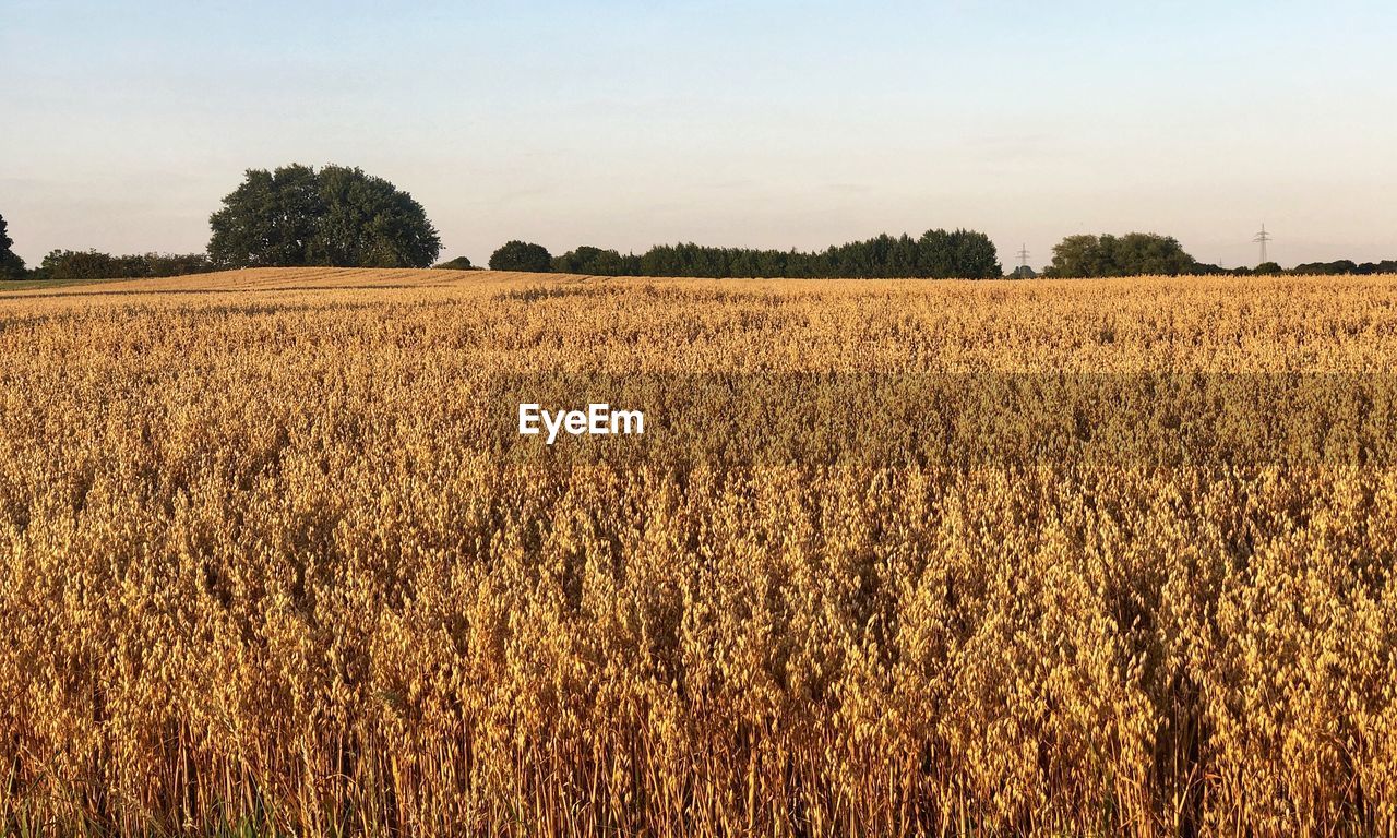 VIEW OF FIELD AGAINST SKY