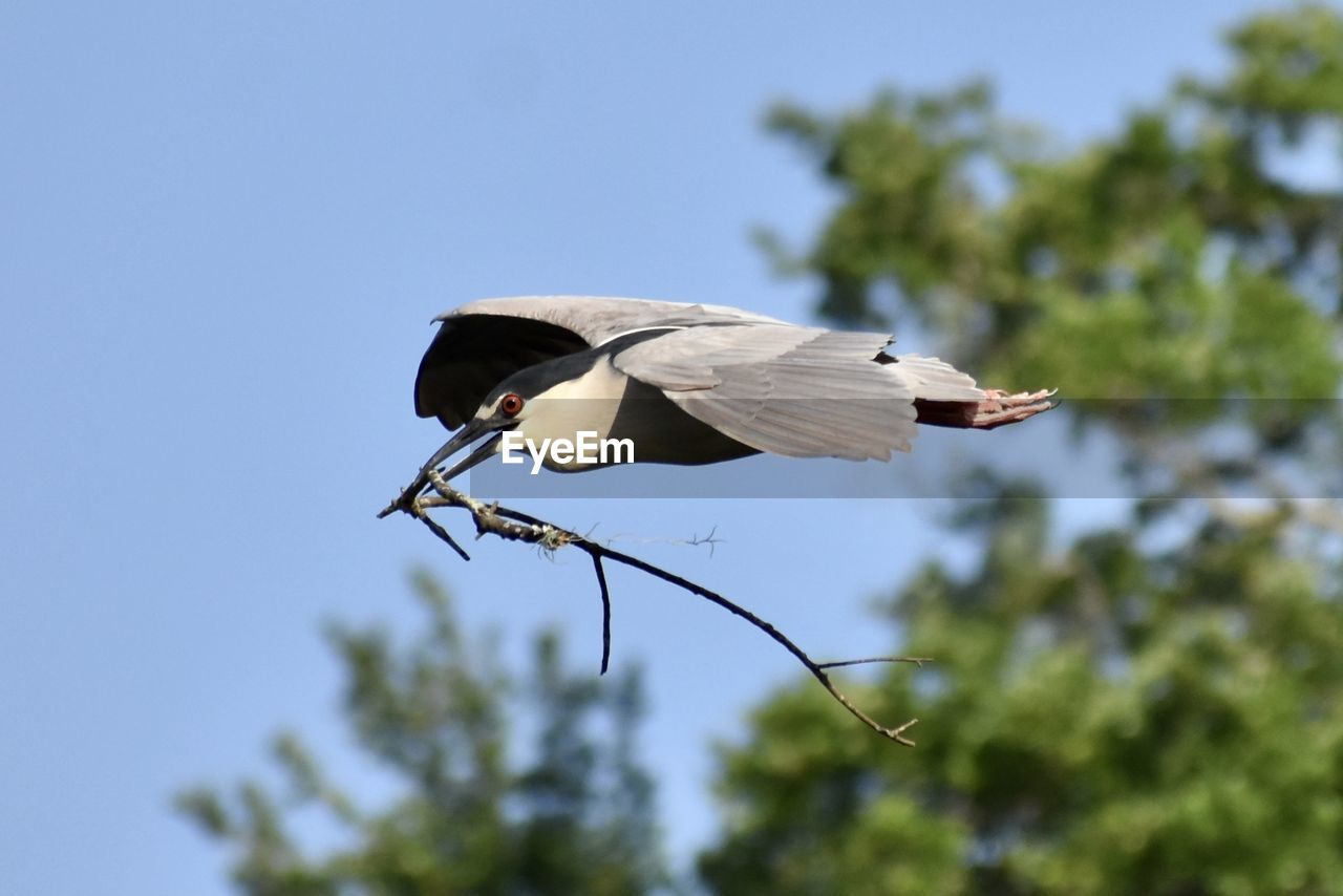 Low angle view of a black-crowned night heron flying with a stick in his mouth