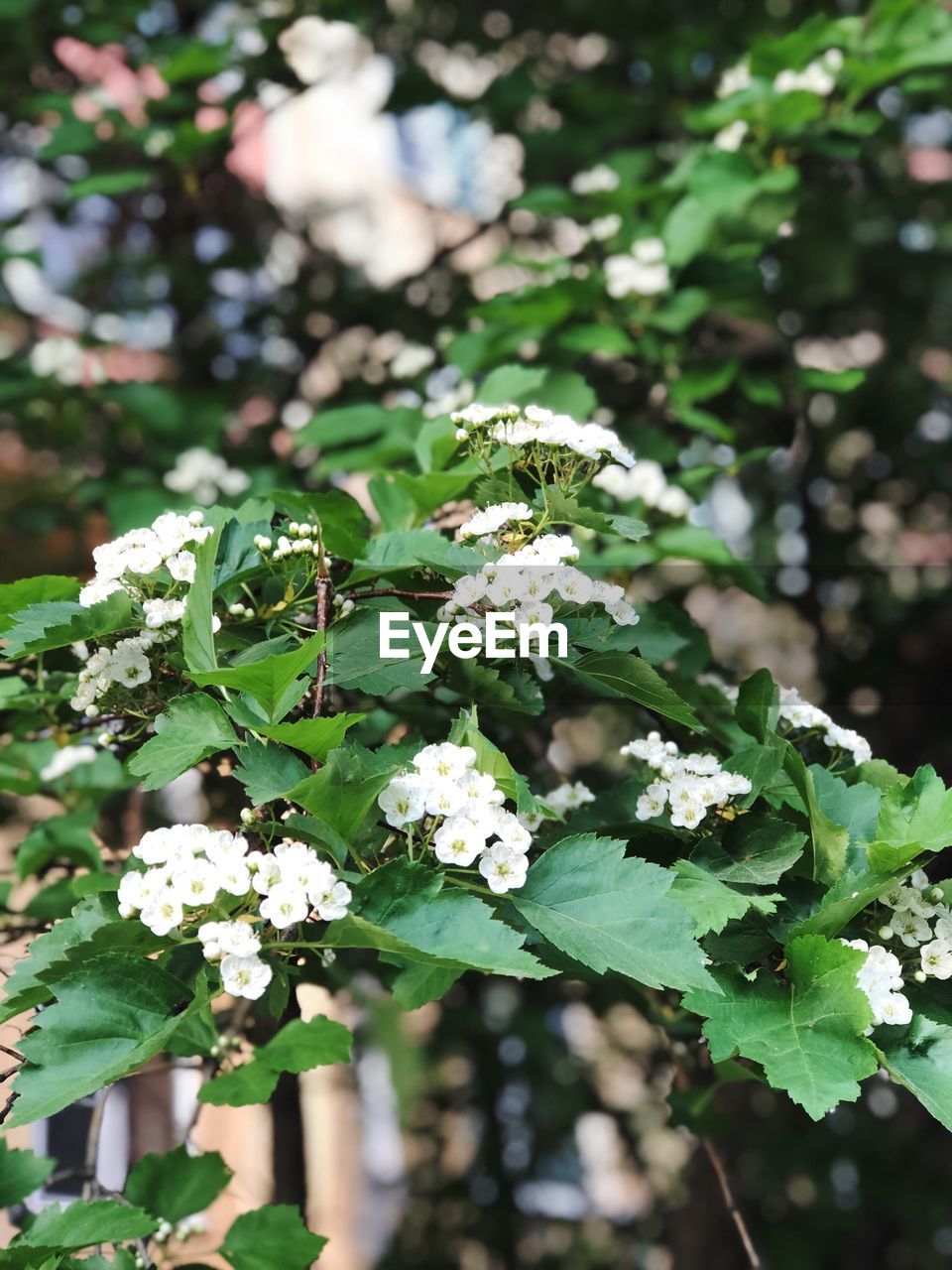 CLOSE-UP OF FLOWERING PLANTS