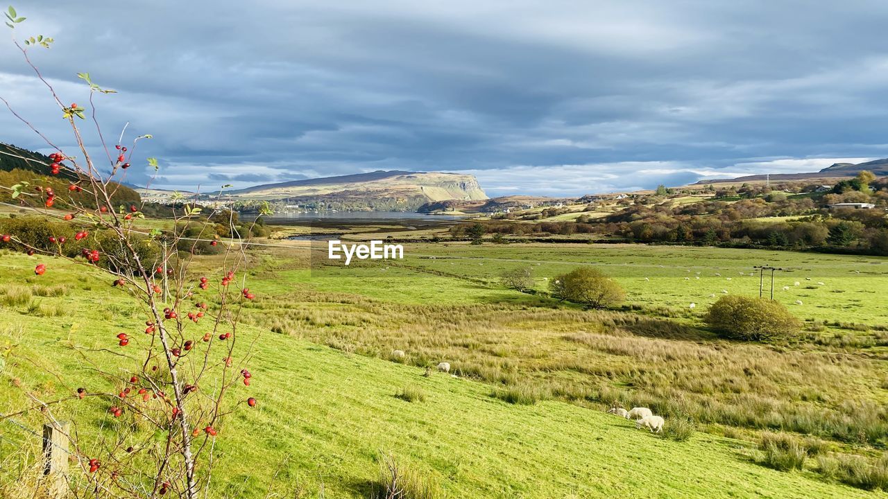 landscape, environment, plant, land, sky, cloud, scenics - nature, beauty in nature, nature, rural scene, field, hill, grass, rural area, grassland, meadow, agriculture, flower, green, pasture, tranquility, no people, tranquil scene, travel, tree, travel destinations, non-urban scene, growth, highland, outdoors, plateau, plain, social issues, day, valley, farm, environmental conservation, tourism, overcast, mountain range, crop, idyllic, springtime, architecture, prairie, building, food