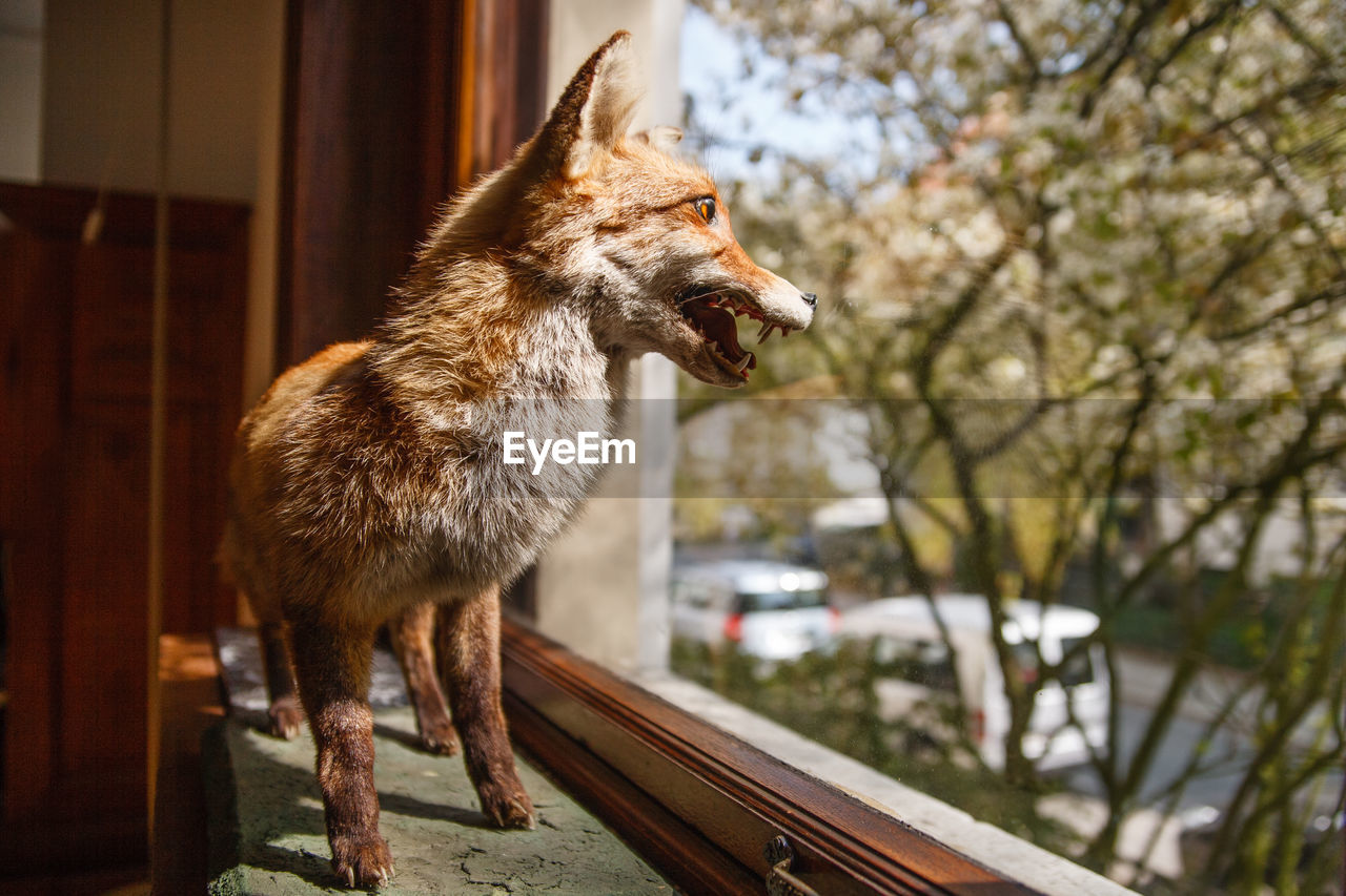 Fox taxidermy at window sill