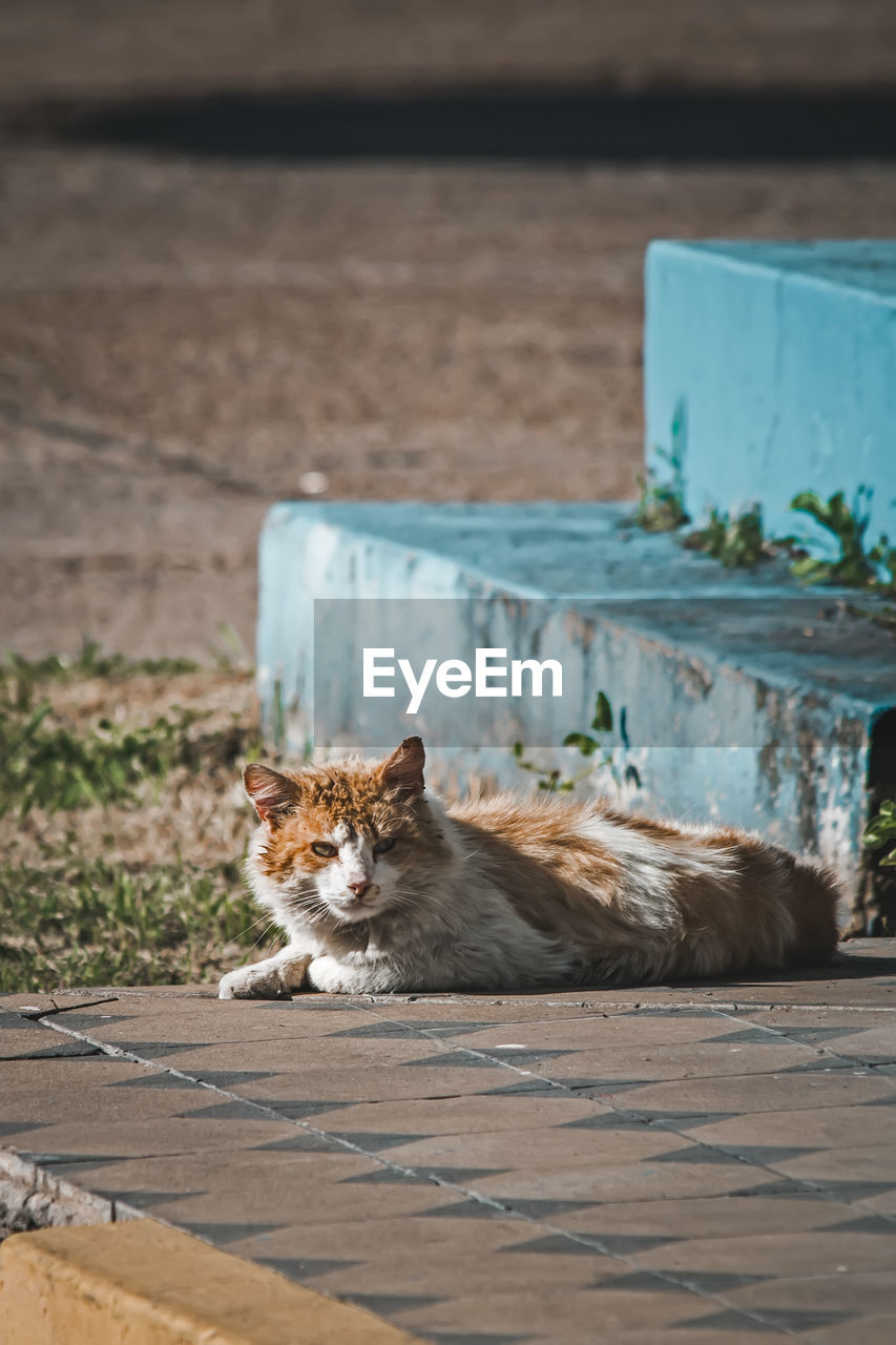 close-up of cat sitting on footpath