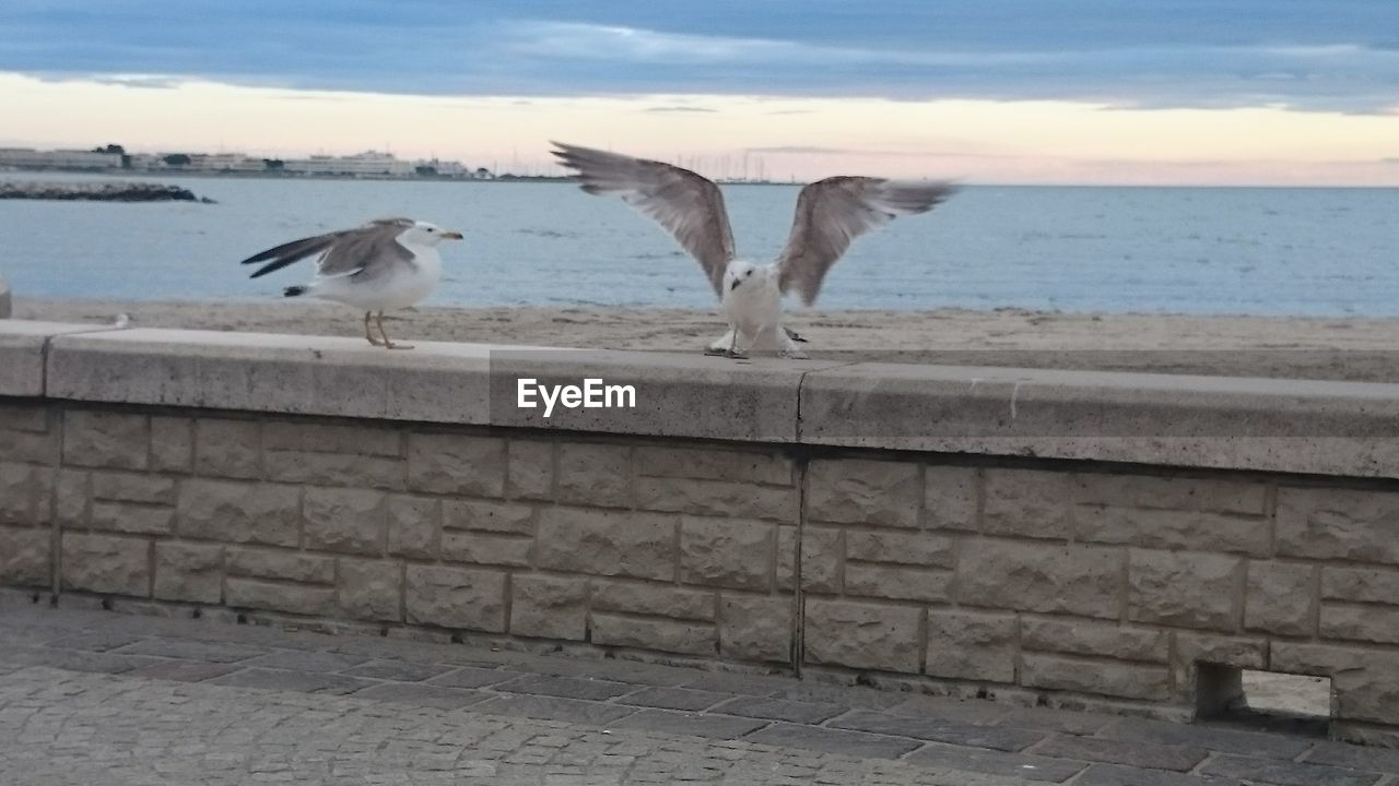 SEAGULLS FLYING OVER THE SEA