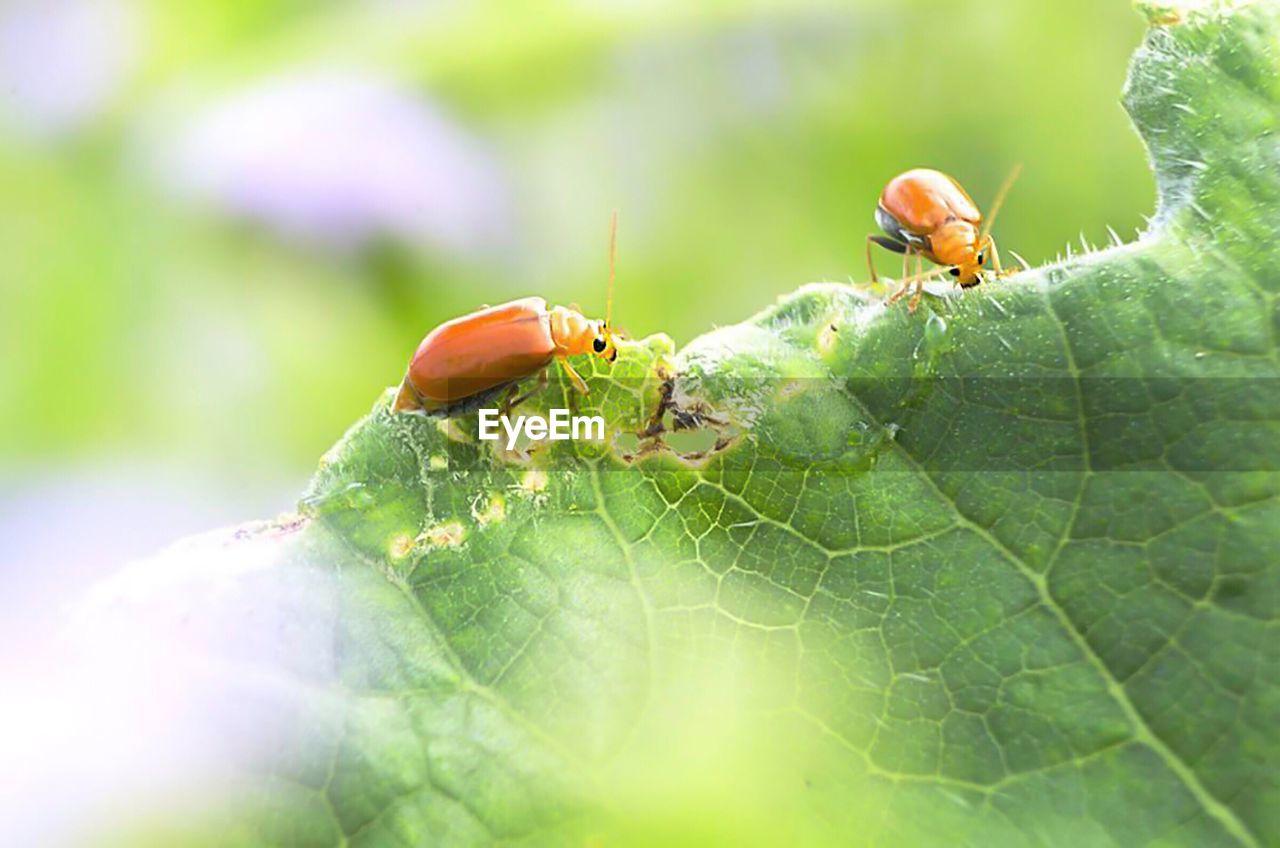 LADYBUG ON LEAF