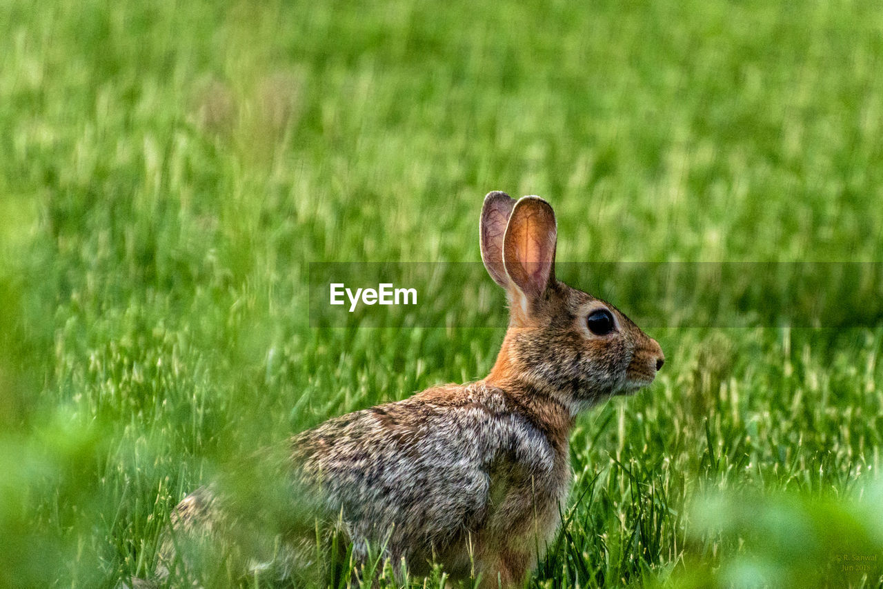 Close-up of rabbit on grassy field