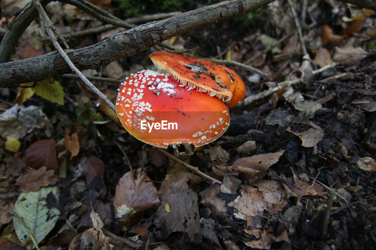 HIGH ANGLE VIEW OF FLY ON MUSHROOM