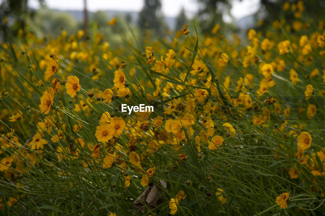 Close-up of yellow flowering plants on field