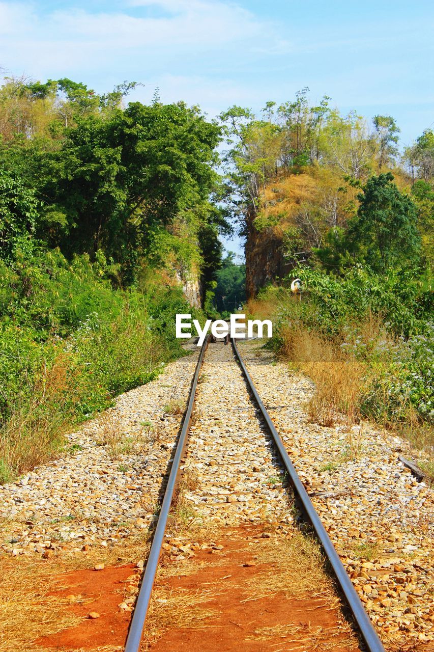 Surface level of railway tracks along trees