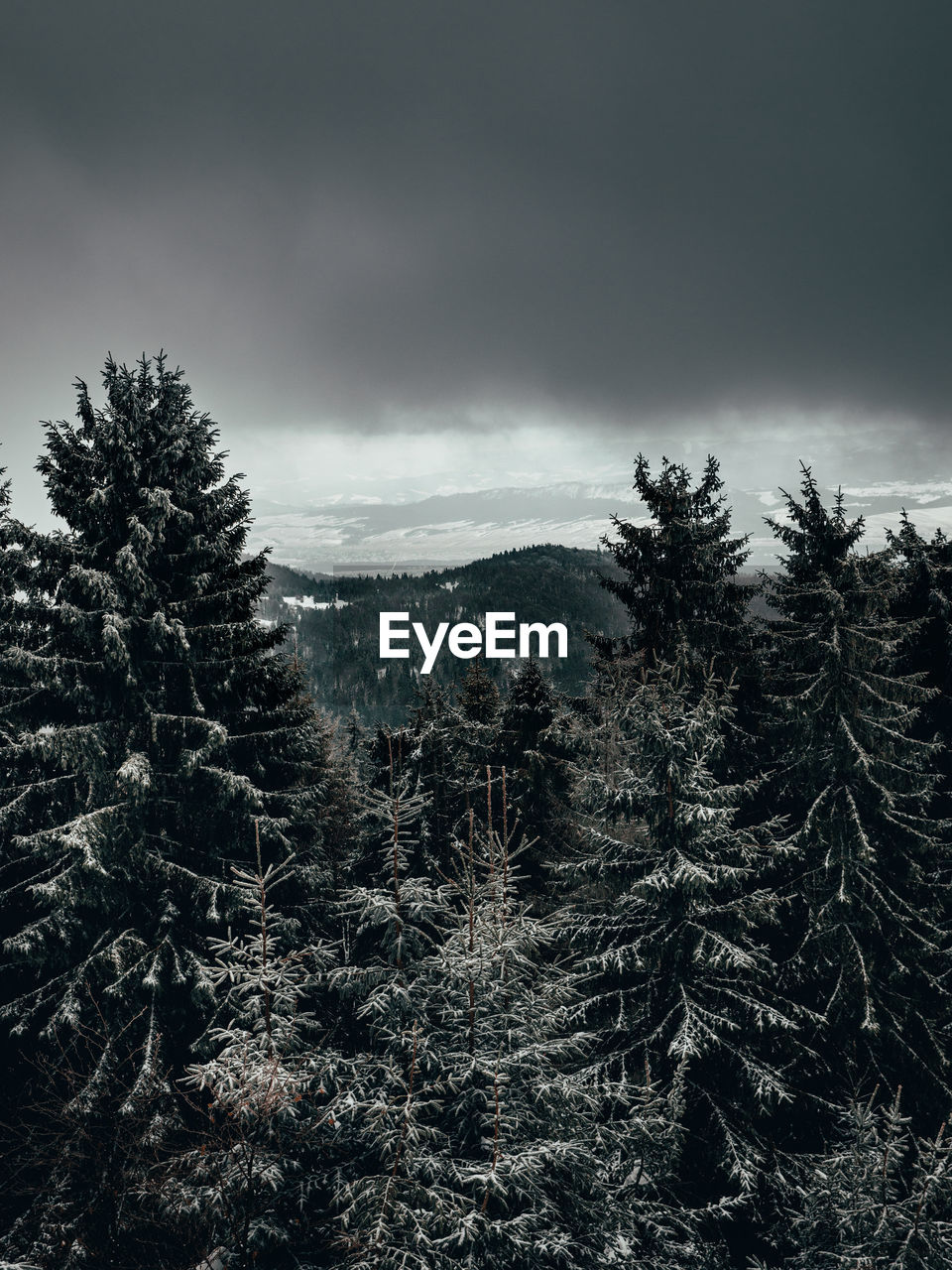 Scenic view of pine trees against sky during winter