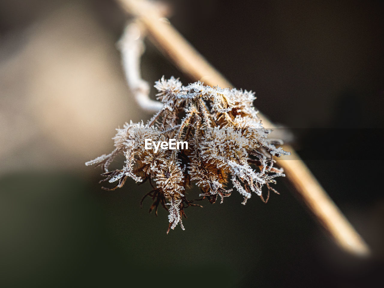 Close-up of snow on plant