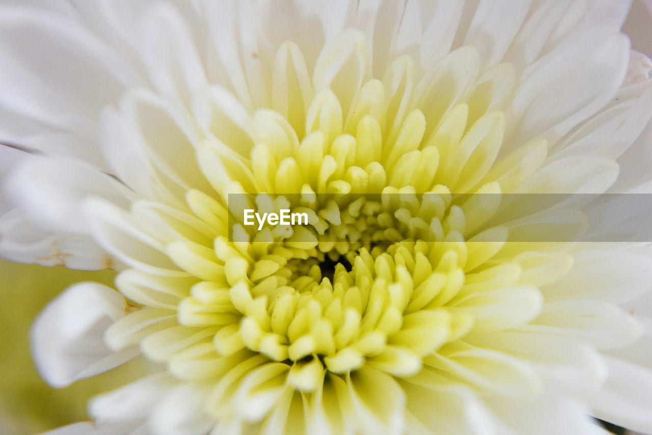 Close-up of chrysanthemum