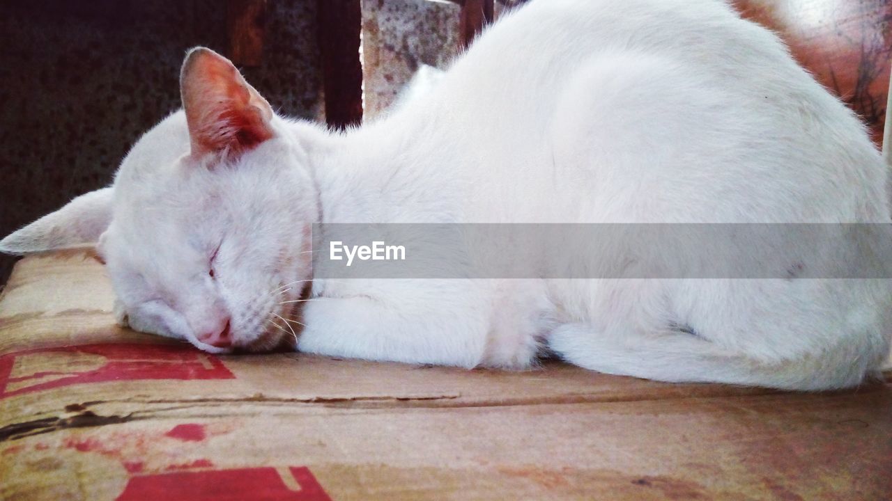 CLOSE-UP OF WHITE CAT SLEEPING ON BLANKET