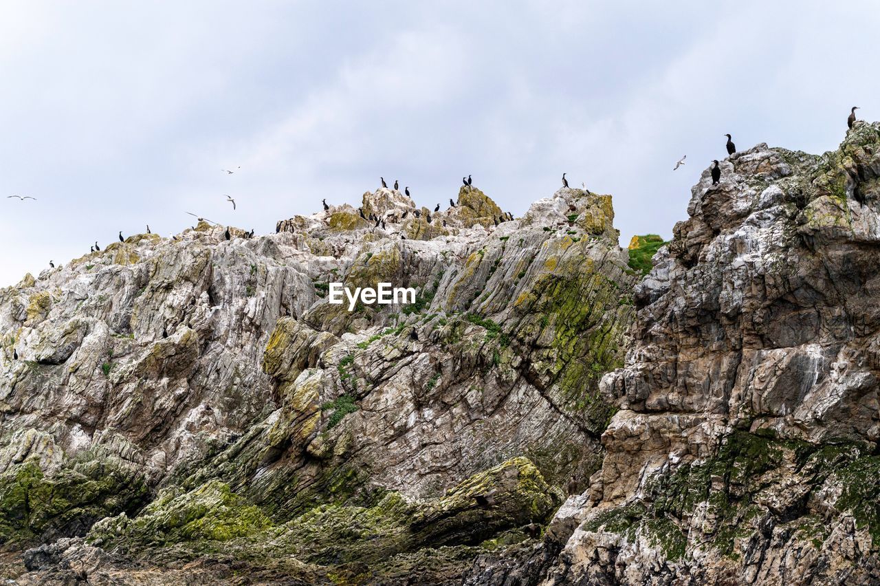  view of seabirds on island cliff against sky