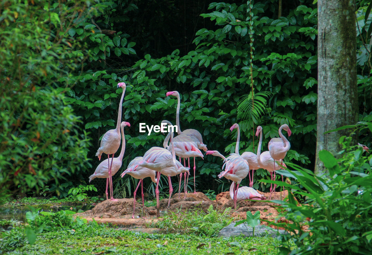 BIRDS IN A FOREST