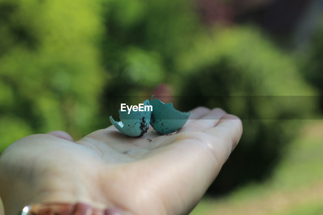 CLOSE-UP OF HUMAN HAND HOLDING LEAF