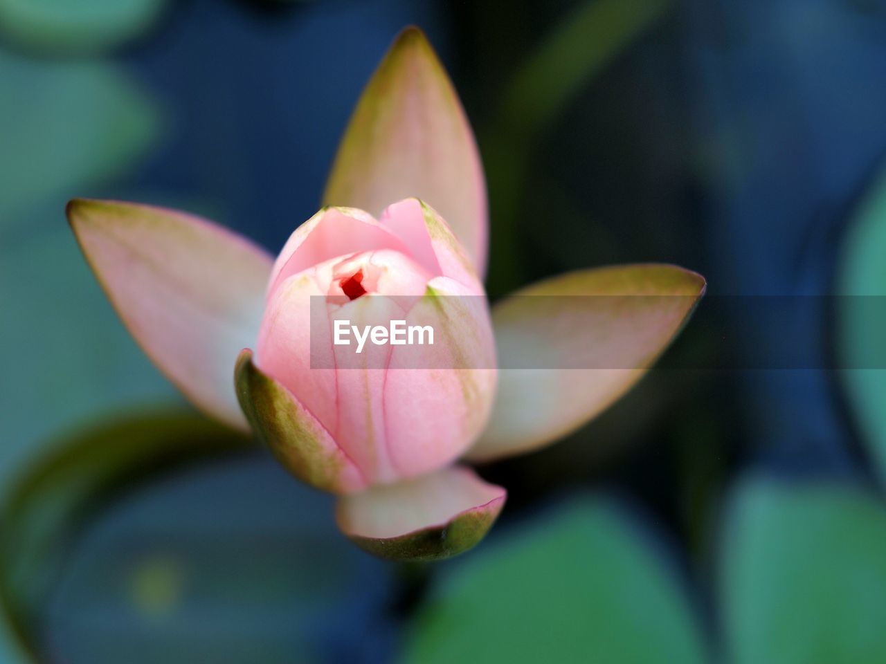 Close-up of pink water lily