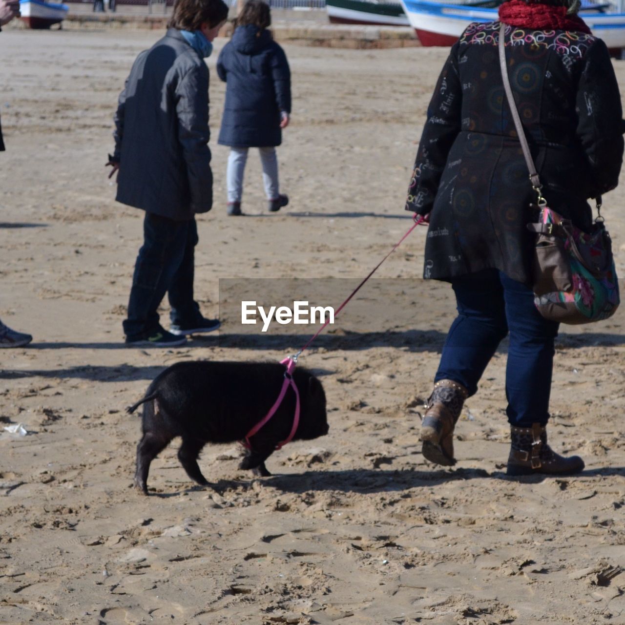 Woman walking with pig on beach