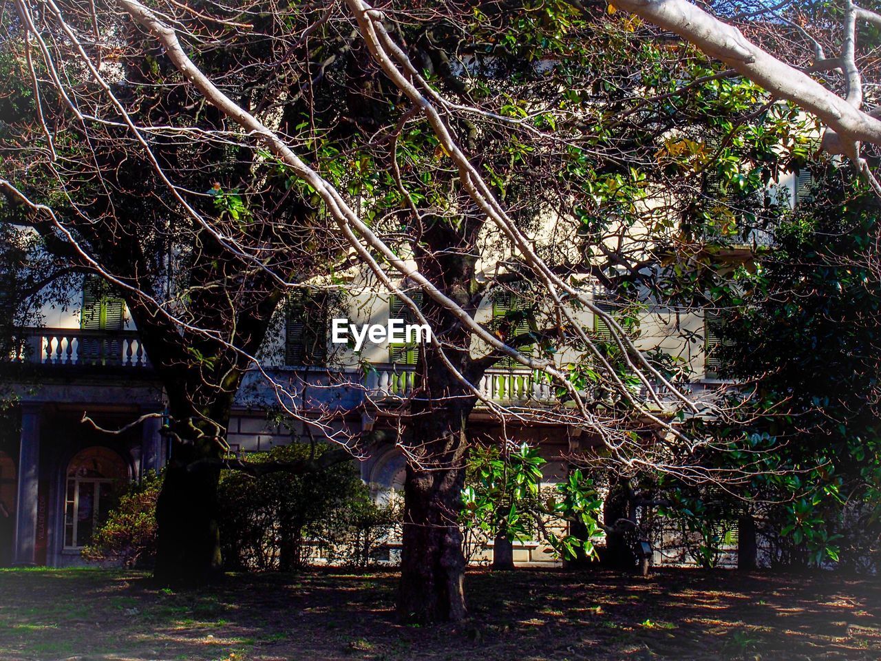 PLANTS GROWING ON WALL