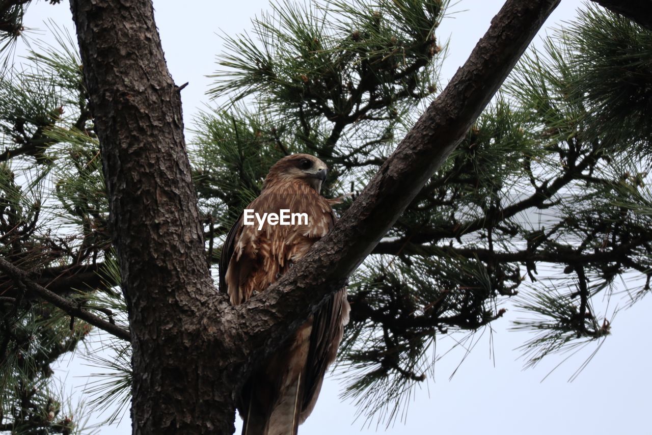 LOW ANGLE VIEW OF OWL PERCHING ON TREE
