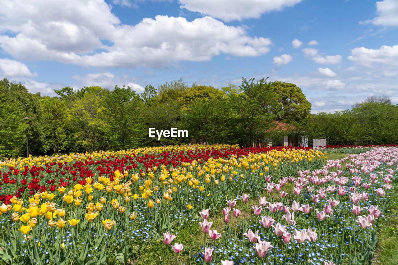 plant, flower, flowering plant, sky, beauty in nature, cloud, freshness, nature, field, landscape, growth, land, multi colored, environment, flowerbed, tree, meadow, rural scene, scenics - nature, no people, yellow, springtime, abundance, tranquility, fragility, garden, outdoors, wildflower, prairie, summer, ornamental garden, tranquil scene, day, agriculture, grass, flower head, tulip, vibrant color, blossom, rural area, idyllic, red, blue, botany, variation, non-urban scene, formal garden, landscaped, travel destinations, green, grassland, inflorescence