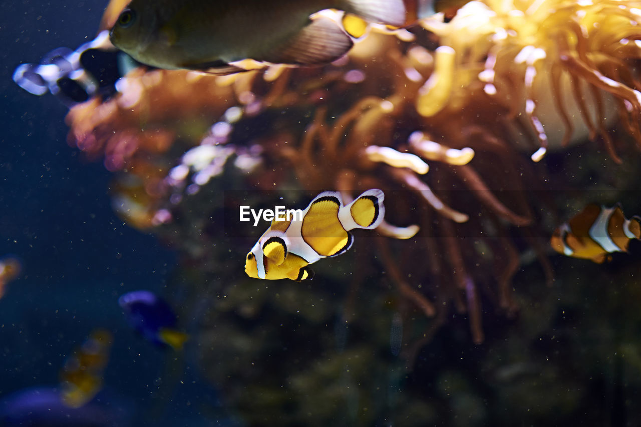 Clown fish swimming in the ocean, colorful, orange, sand, algae, light