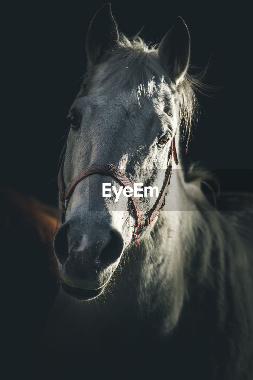 Portrait of white horse dark and  dramatic style image