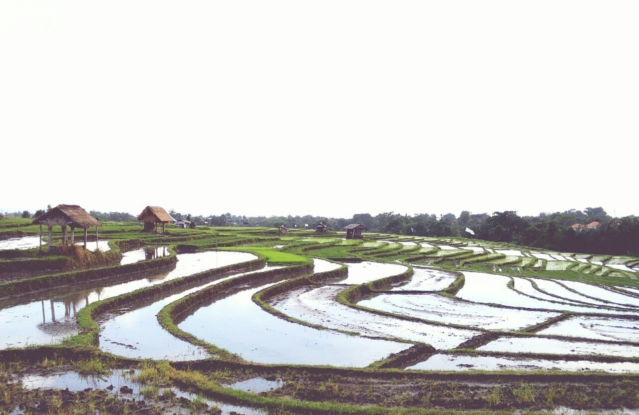 Scenic view of agricultural field against clear sky