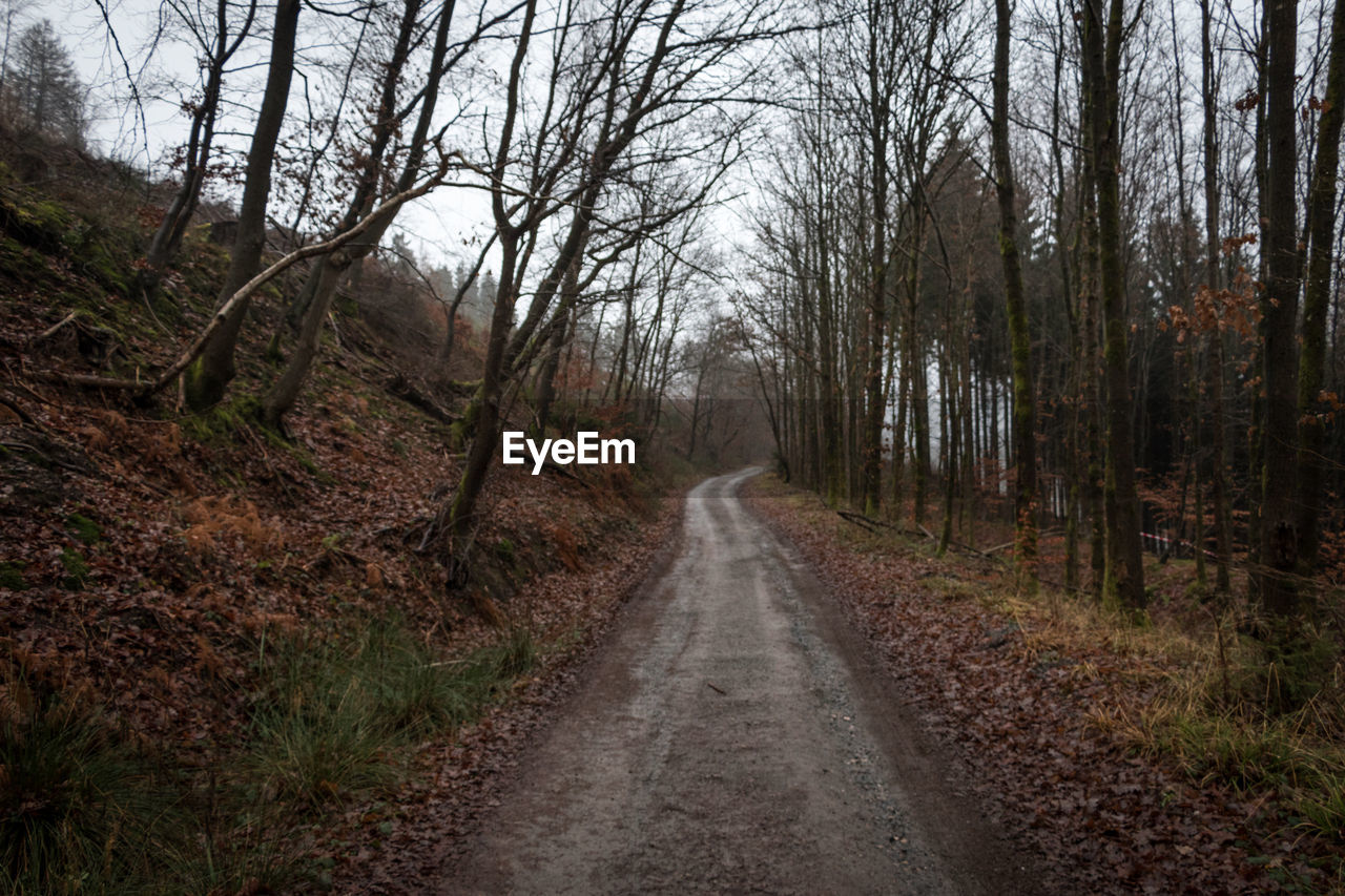 DIRT ROAD IN FOREST