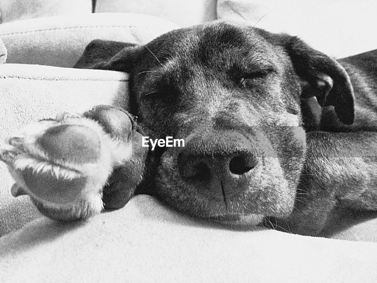 CLOSE-UP PORTRAIT OF DOG RELAXING OUTDOORS