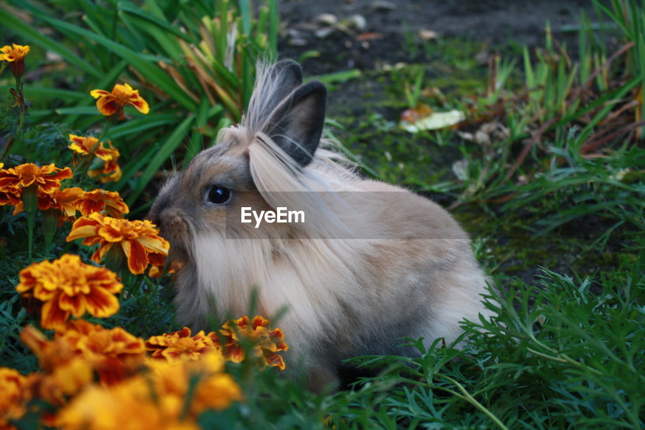 HIGH ANGLE VIEW OF AN ANIMAL ON GRASS