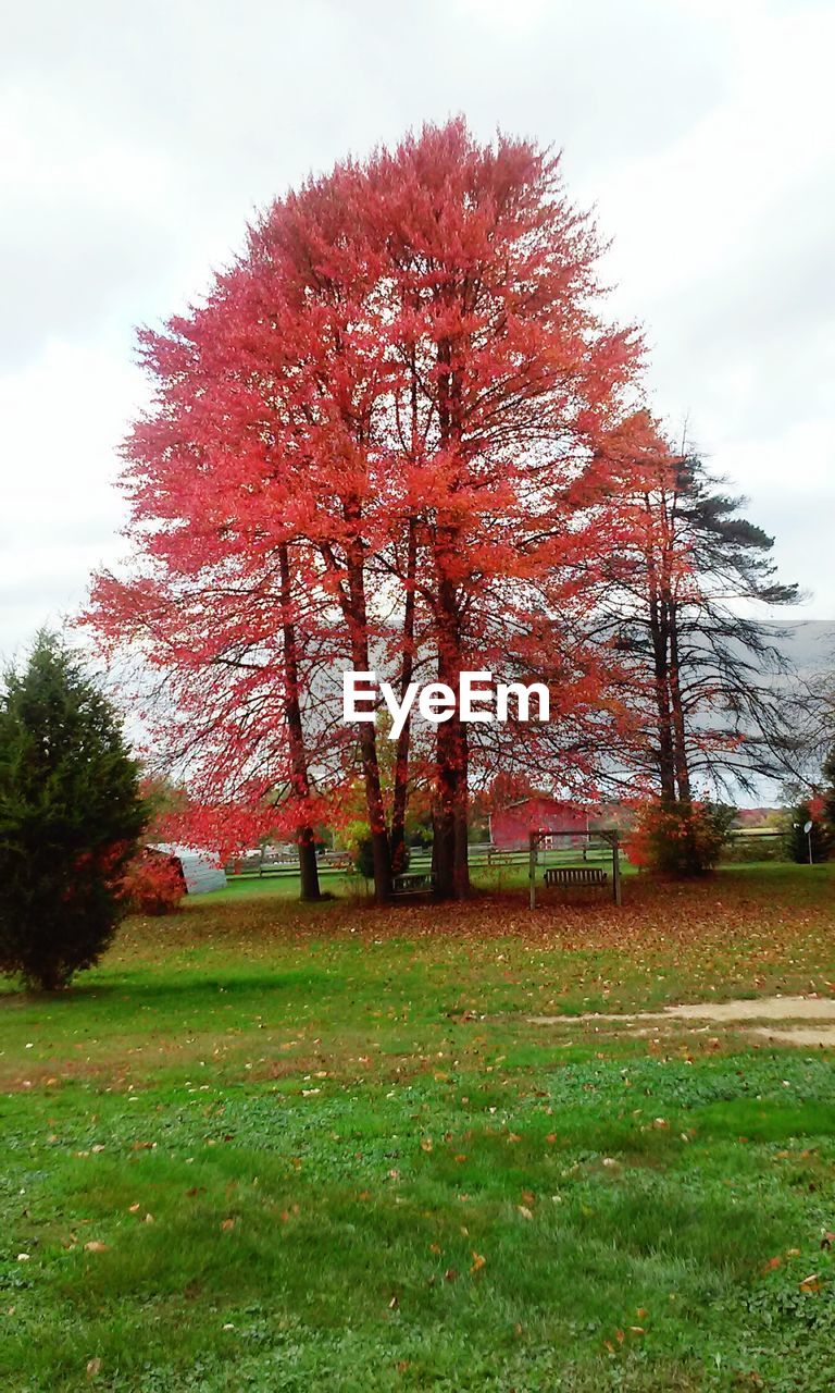 VIEW OF RED TREES