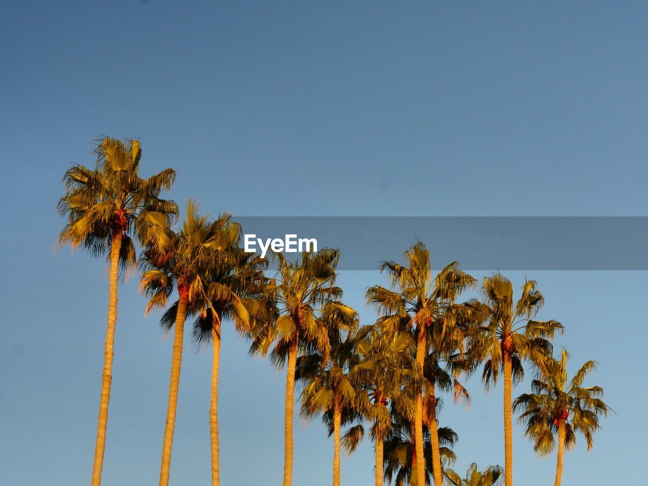 Low angle view of palm trees against clear sky