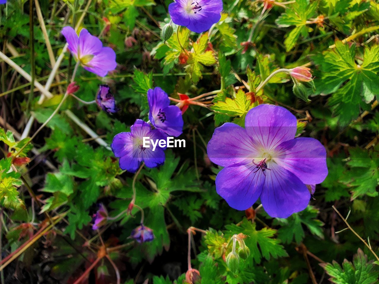 flowering plant, flower, plant, beauty in nature, purple, freshness, growth, nature, fragility, close-up, inflorescence, petal, plant part, flower head, leaf, wildflower, botany, no people, green, high angle view, blue, pansy, day, outdoors, land, sunlight