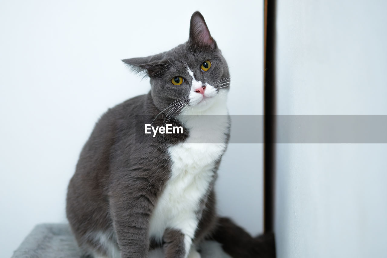 CLOSE-UP OF CAT LOOKING AWAY WHILE SITTING ON FLOOR