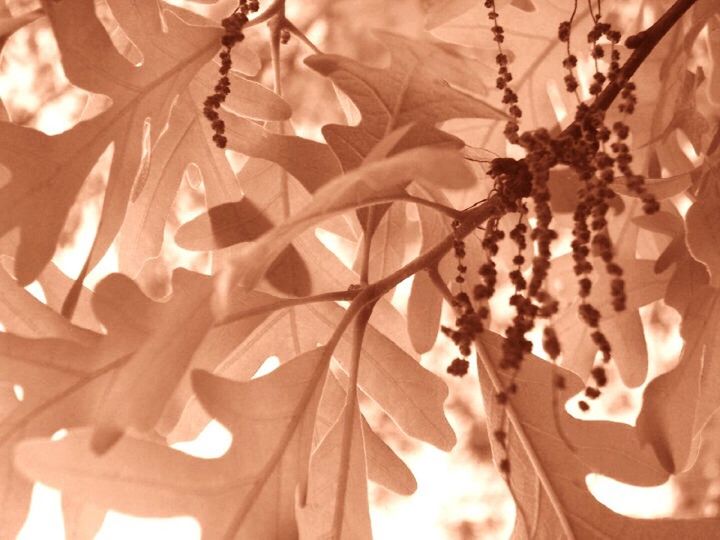 CLOSE-UP OF LEAVES ON TREE BRANCH