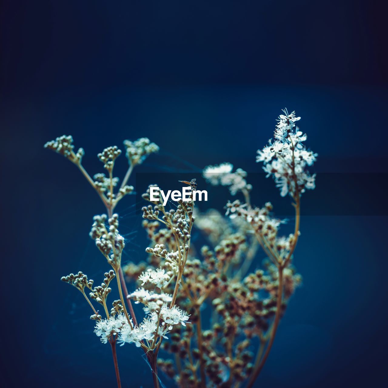 Close-up of frozen plant against blue sky