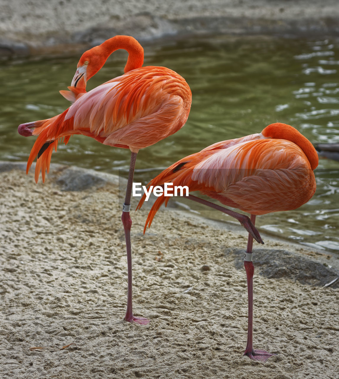 Two flamingo birds standing on one foot