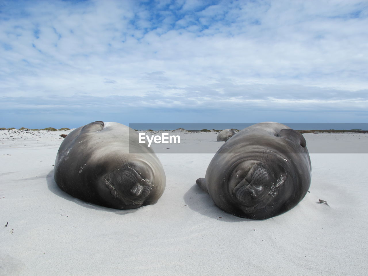 View of seals on beach against sky