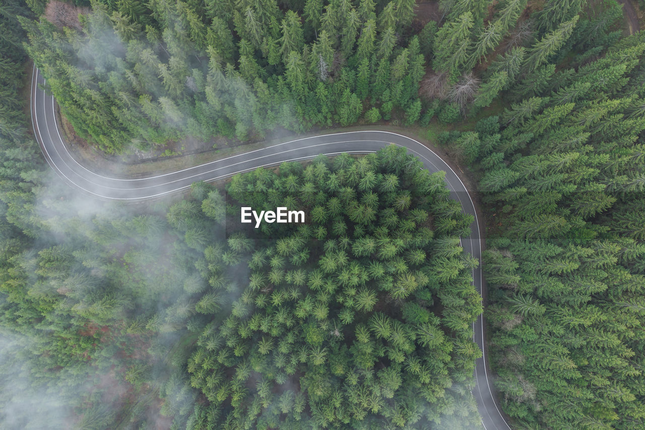 plant, green, tree, growth, no people, nature, land, transportation, beauty in nature, high angle view, road, scenics - nature, aerial view, environment, forest, landscape, day, tranquility, non-urban scene, outdoors, tranquil scene, curve, foliage, lush foliage