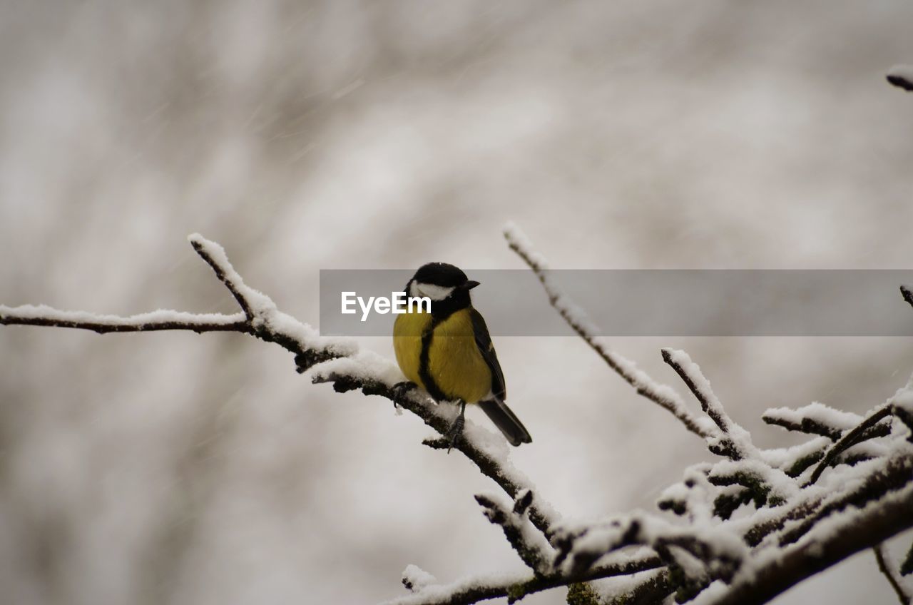 Bird perching on branch covered by snow