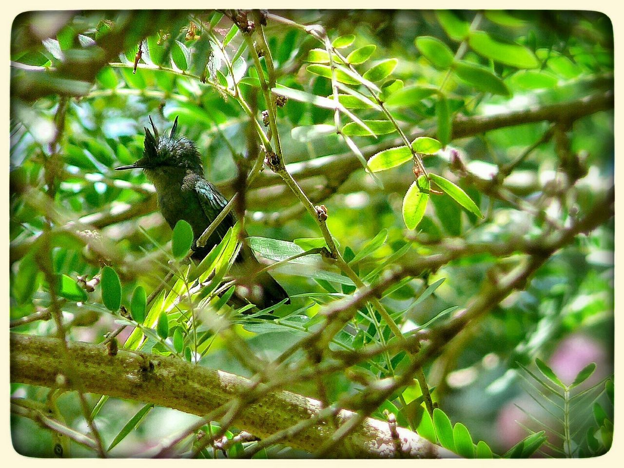 Bird perching on tree