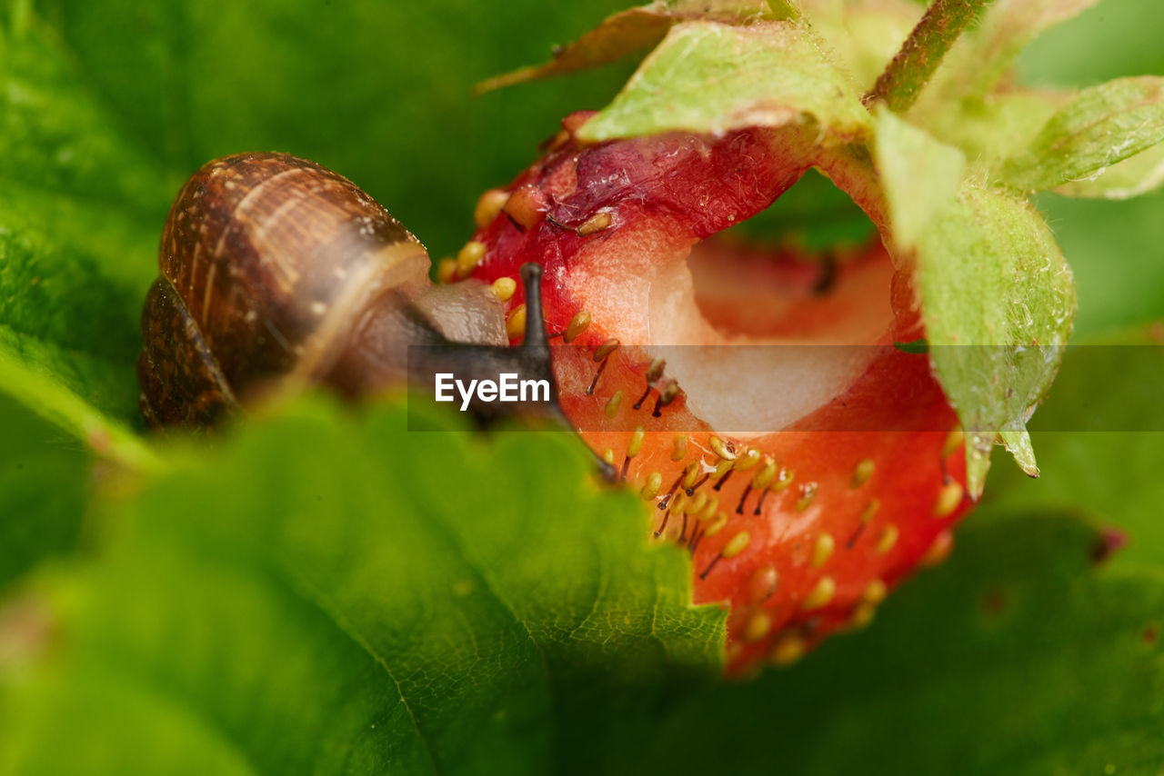 CLOSE-UP OF INSECT ON PLANT