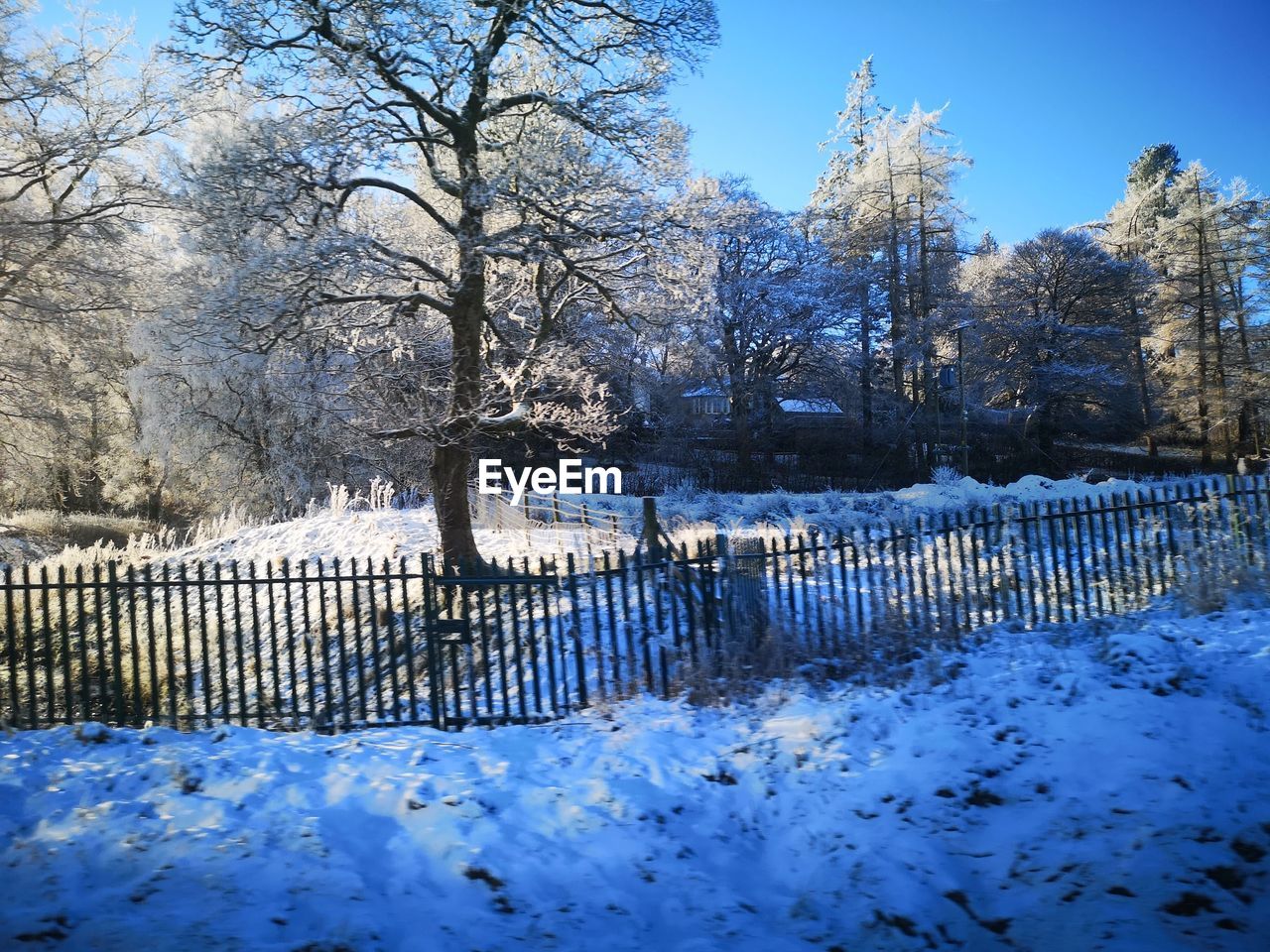 SNOW COVERED TREES ON FIELD AGAINST SKY