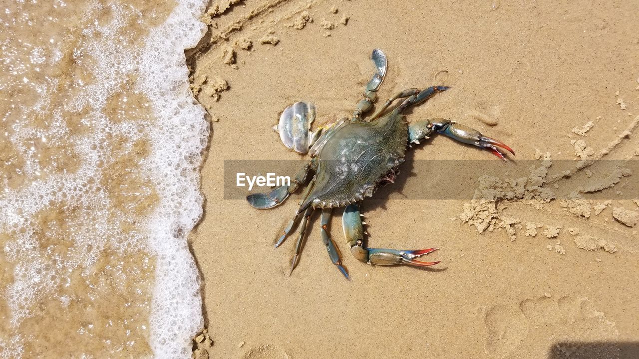 High angle view of crab on beach