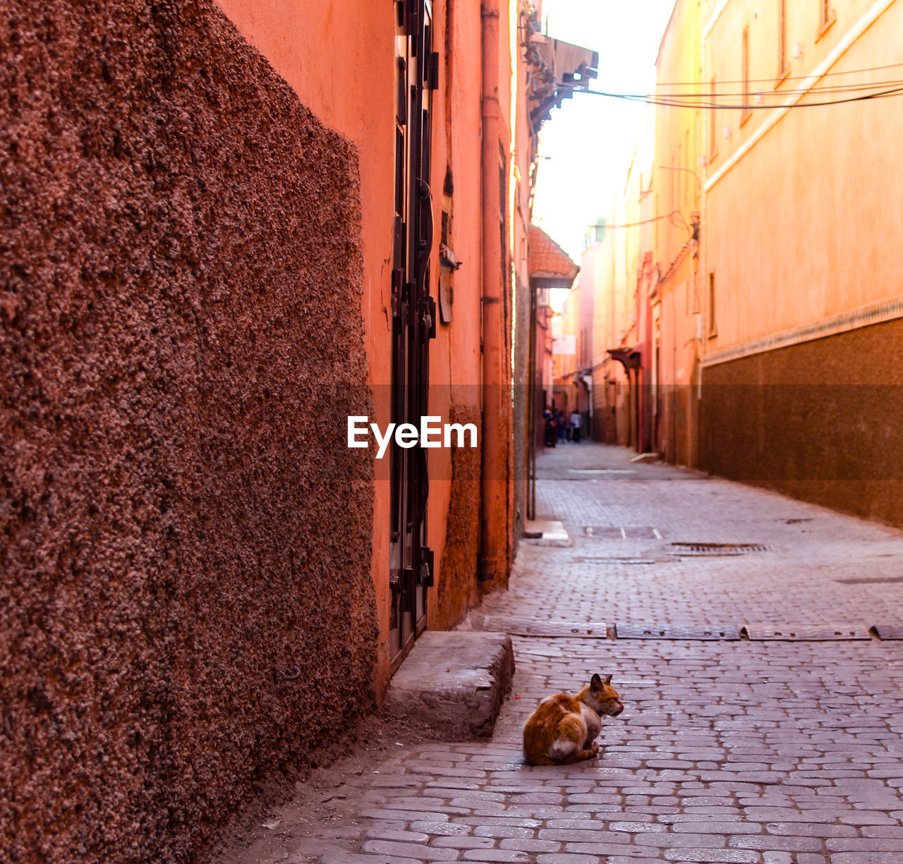 View of a cat on footpath in alley